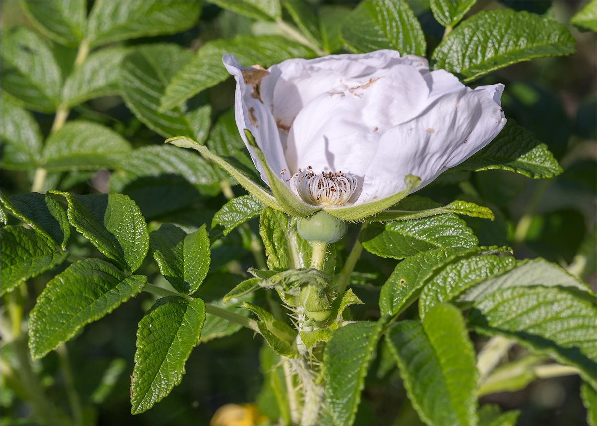 Изображение особи Rosa rugosa.