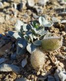 Astragalus subbijugus