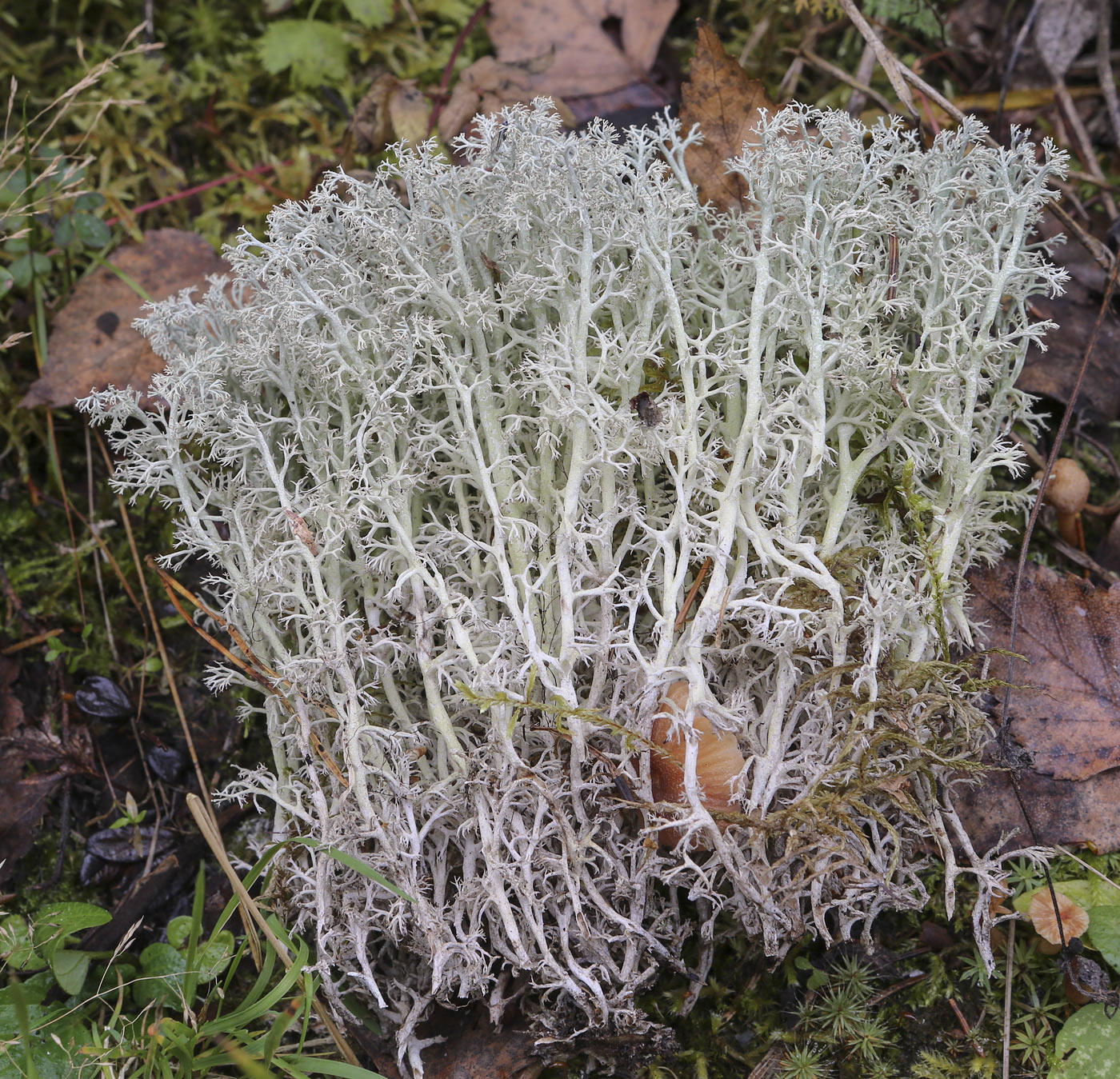 Изображение особи Cladonia rangiferina.