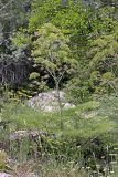 Ferula penninervis. Цветущее растение. Южный Казахстан, хр. Боролдайтау, ущ. Кокбулак. 22.05.2008.