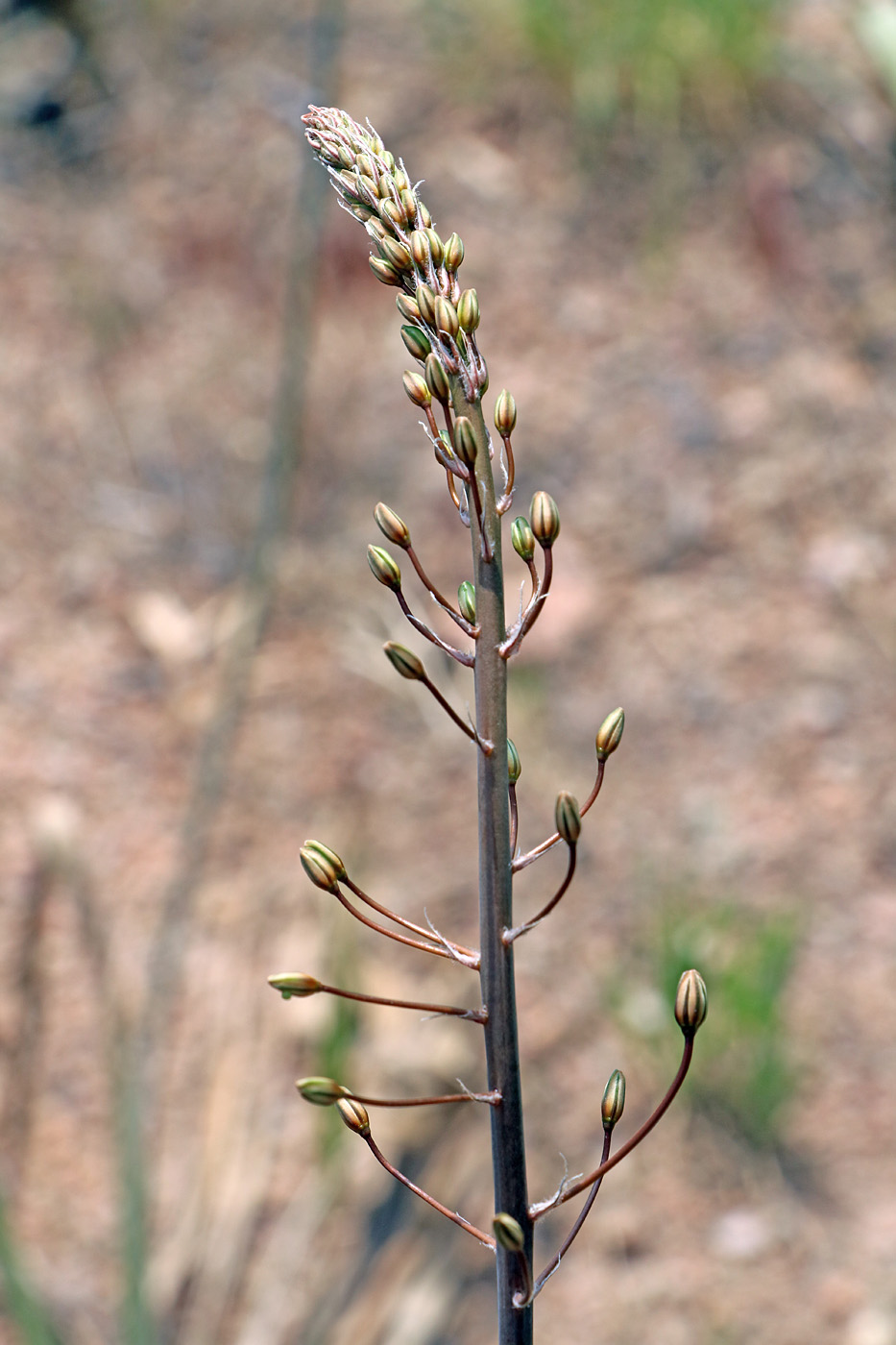 Image of Eremurus soogdianus specimen.