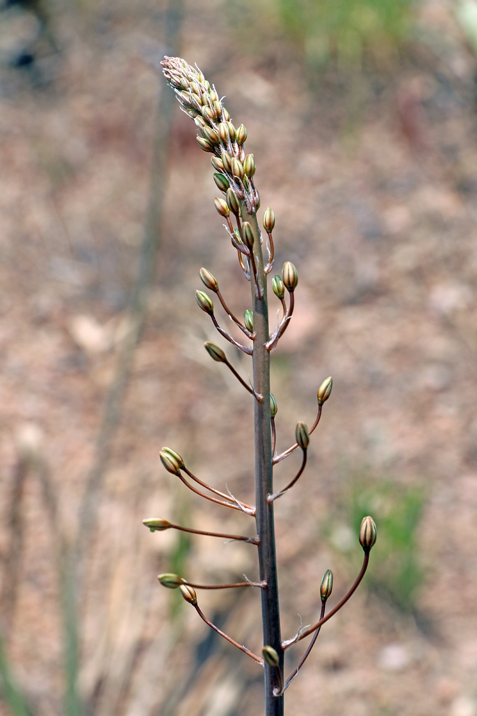 Изображение особи Eremurus soogdianus.