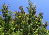 Picea abies