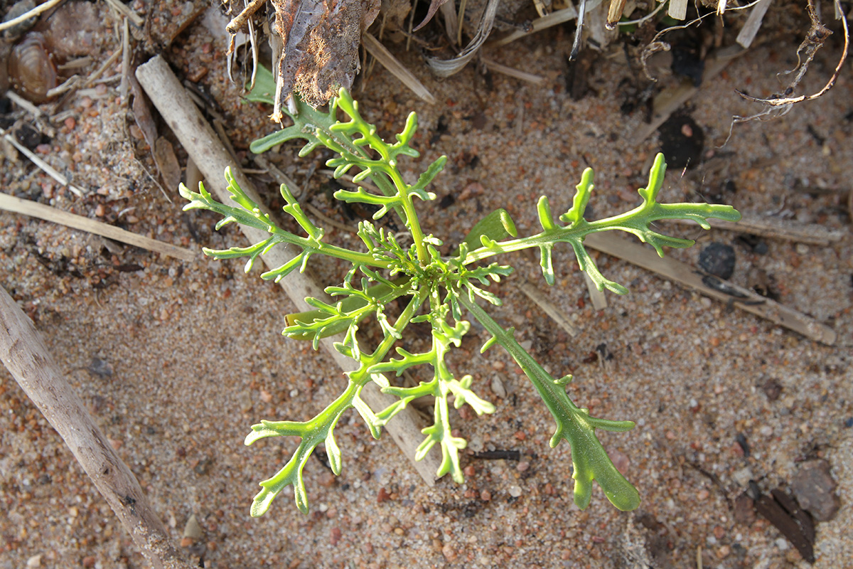 Image of Cakile baltica specimen.