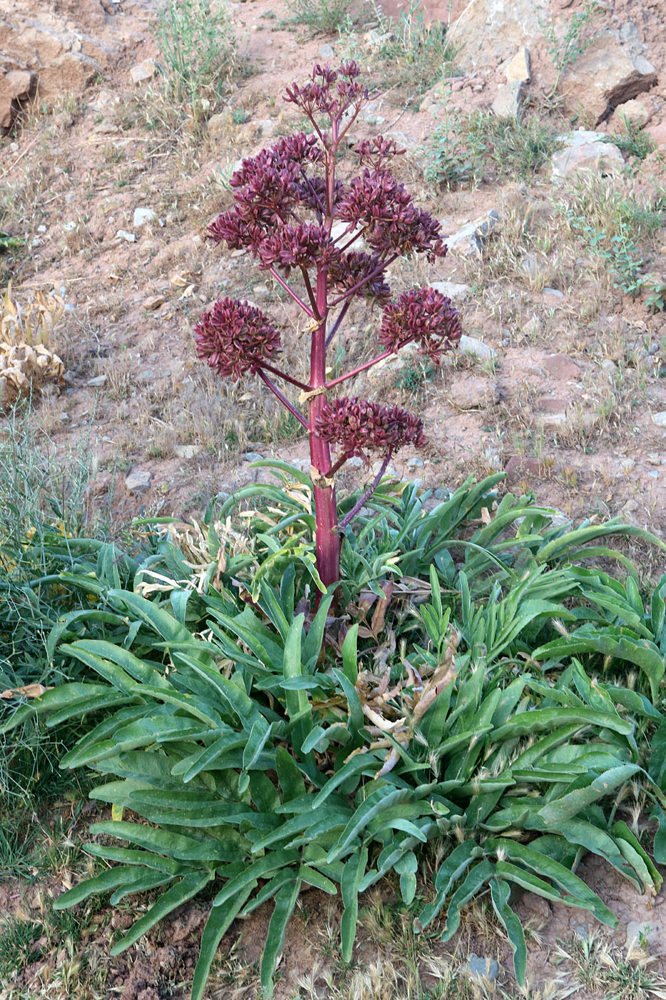 Image of Ferula tadshikorum specimen.