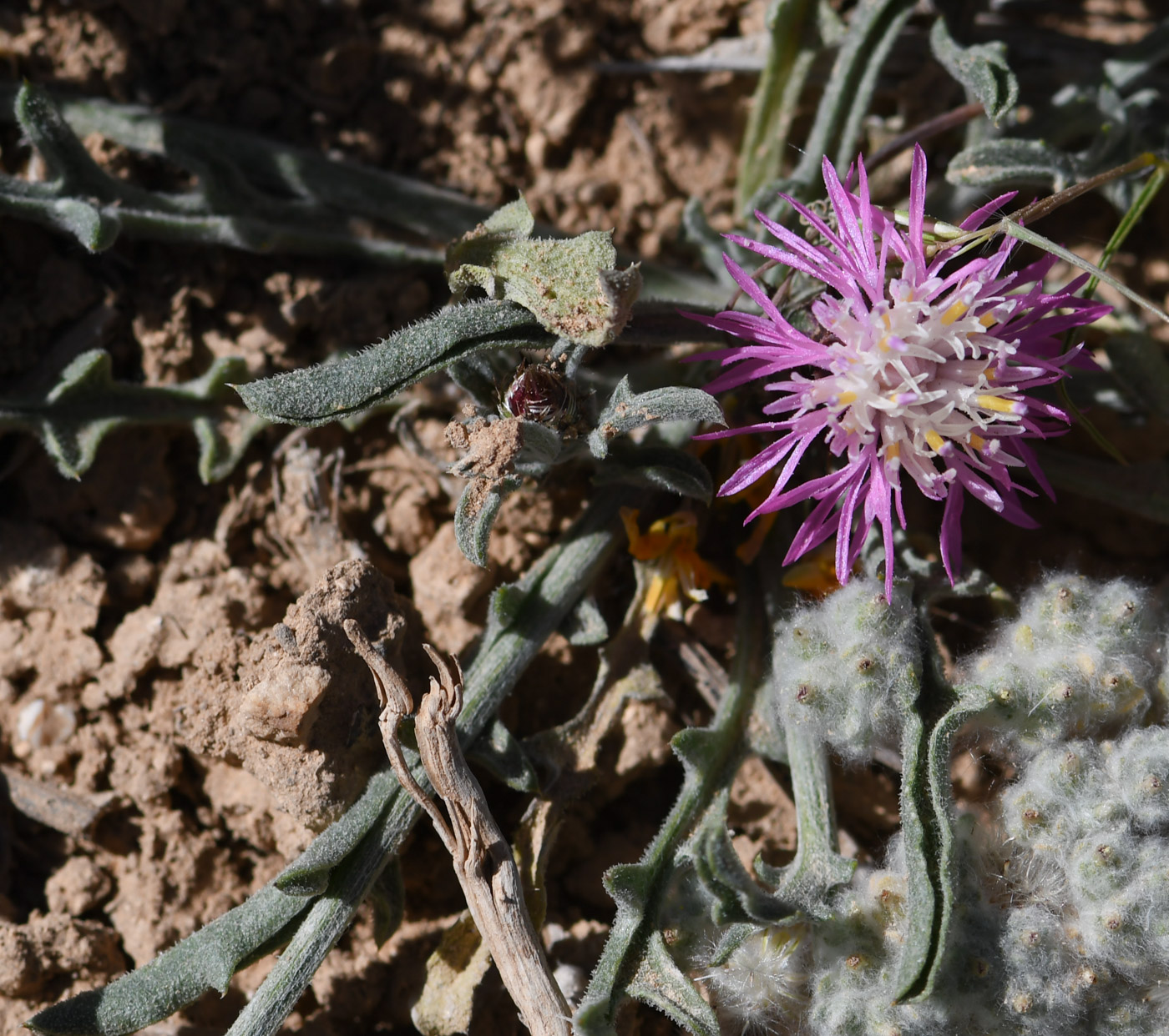 Image of Centaurea ammocyanus specimen.