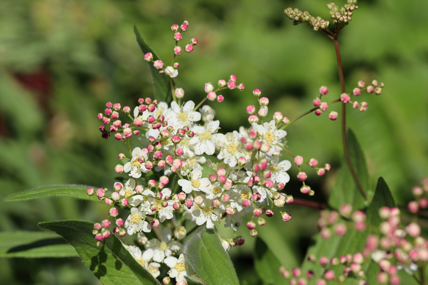 Изображение особи Filipendula vulgaris.