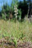 Epipactis palustris