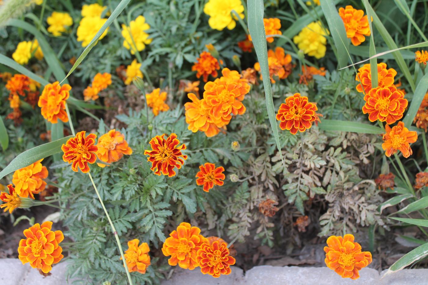 Изображение особи Tagetes patula.