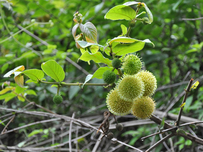 Изображение особи семейство Rubiaceae.