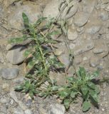 Amaranthus blitoides