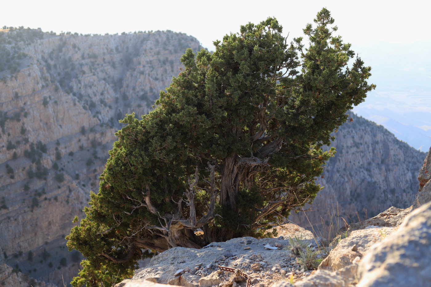 Image of Juniperus turcomanica specimen.
