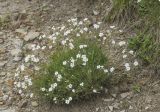 Minuartia circassica. Цветущее растение. Карачаево-Черкесия, Карачаевский р-н, плато Бичесын, верховья р. Экиара, около 2000 м н.у.м., просёлочная дорога. 11.07.2021.