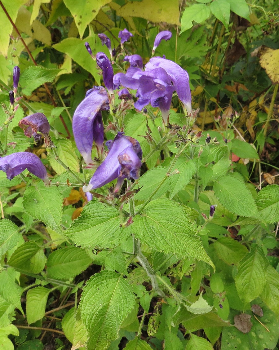 Image of Strobilanthes wallichii specimen.