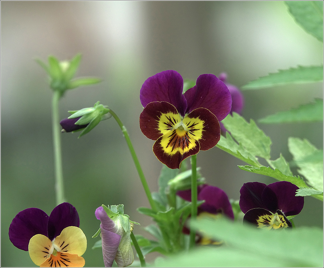 Image of Viola wittrockiana specimen.