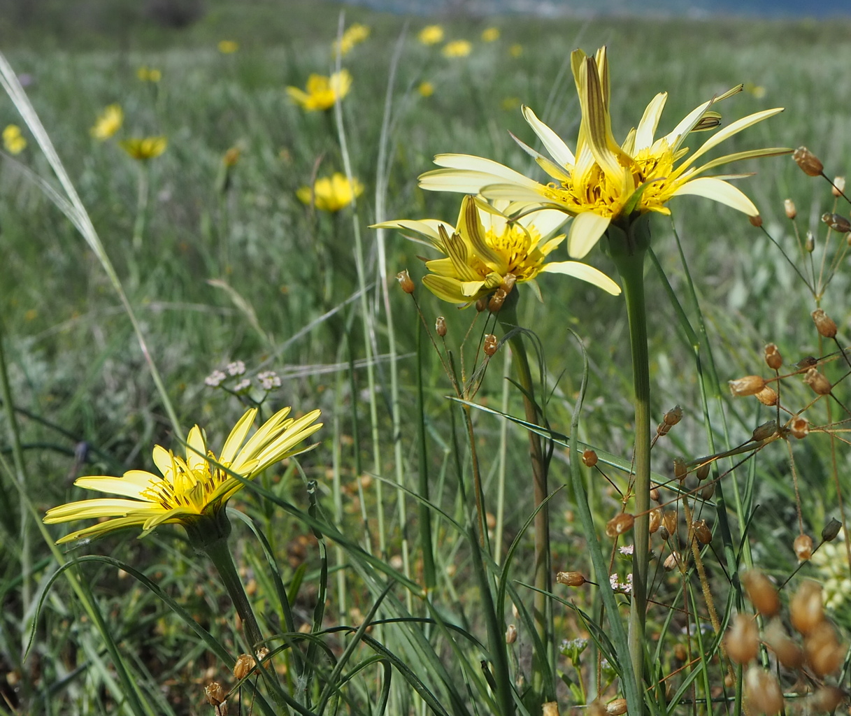 Изображение особи род Tragopogon.