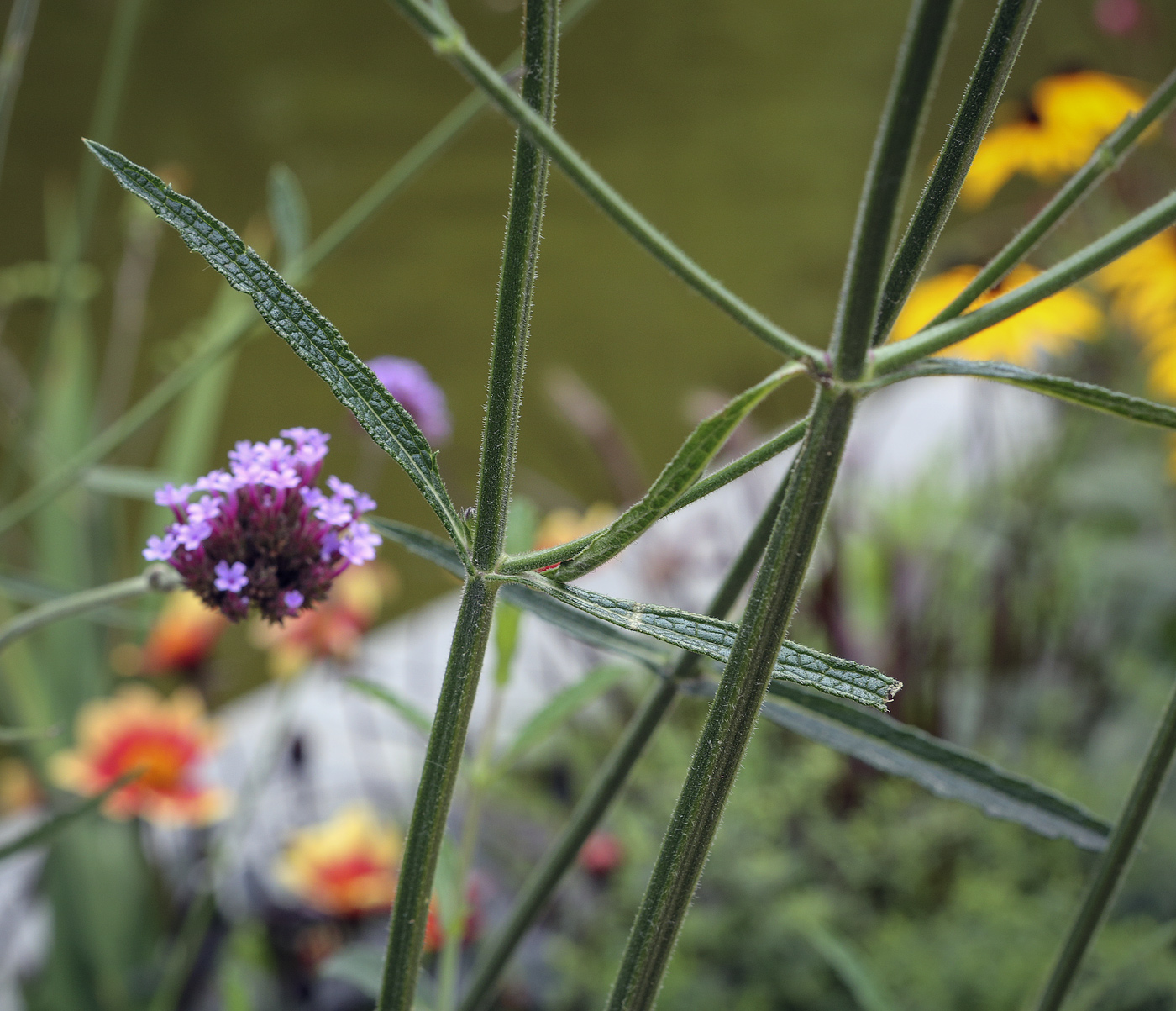 Изображение особи Verbena bonariensis.