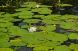 Nymphaea candida