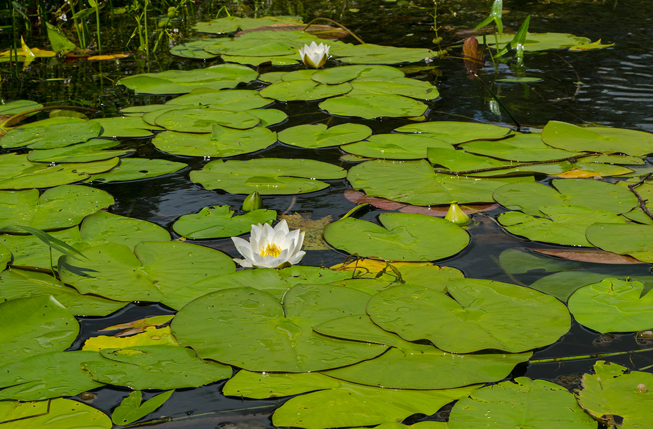 Image of Nymphaea candida specimen.