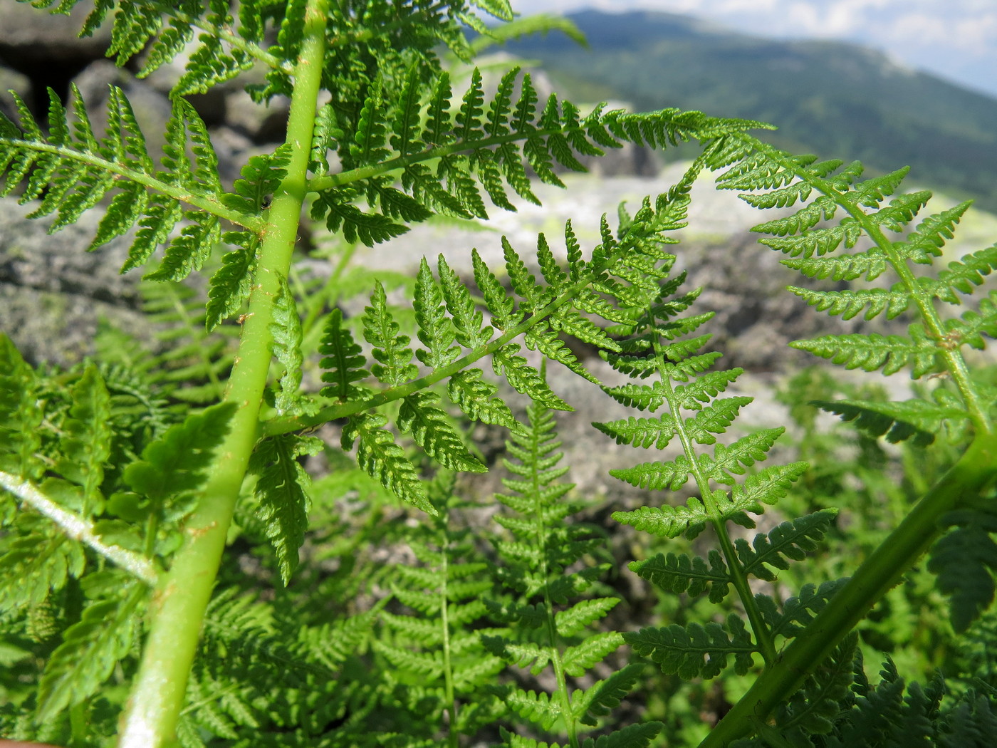 Изображение особи Athyrium distentifolium.