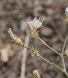 Centaurea diffusa. Фрагмент растения с цветущей и плодоносящей корзинками. Республика Крым, Алуштинский р-н, окр. с. Малореченское, редколесье, обочина грунтовой дороги. 04.09.2021.