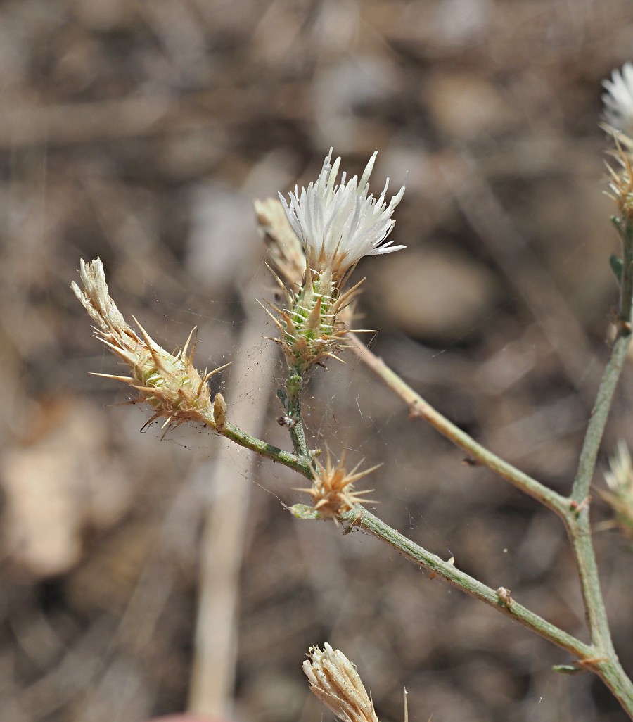 Изображение особи Centaurea diffusa.