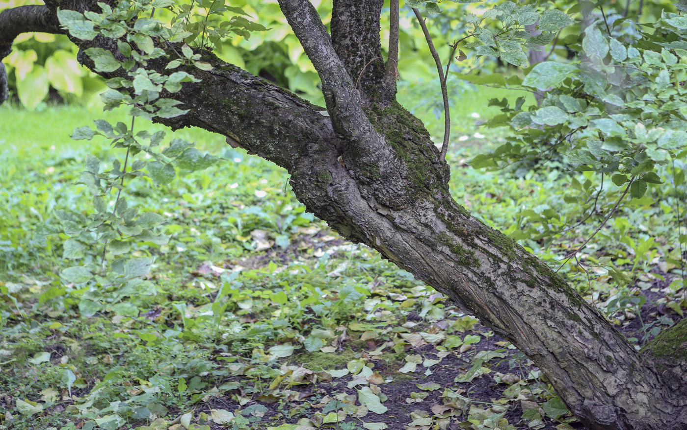 Image of Syringa amurensis specimen.