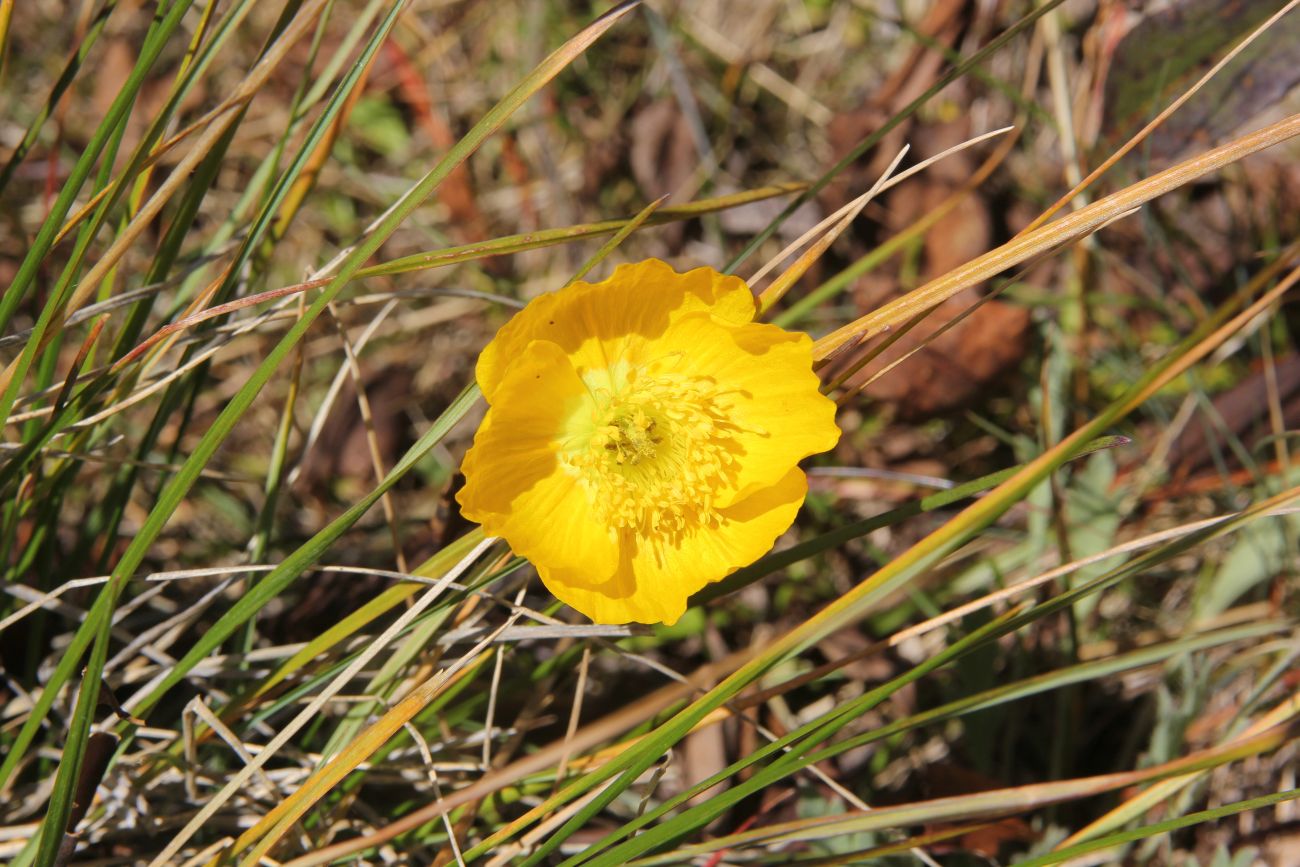 Image of Papaver croceum specimen.