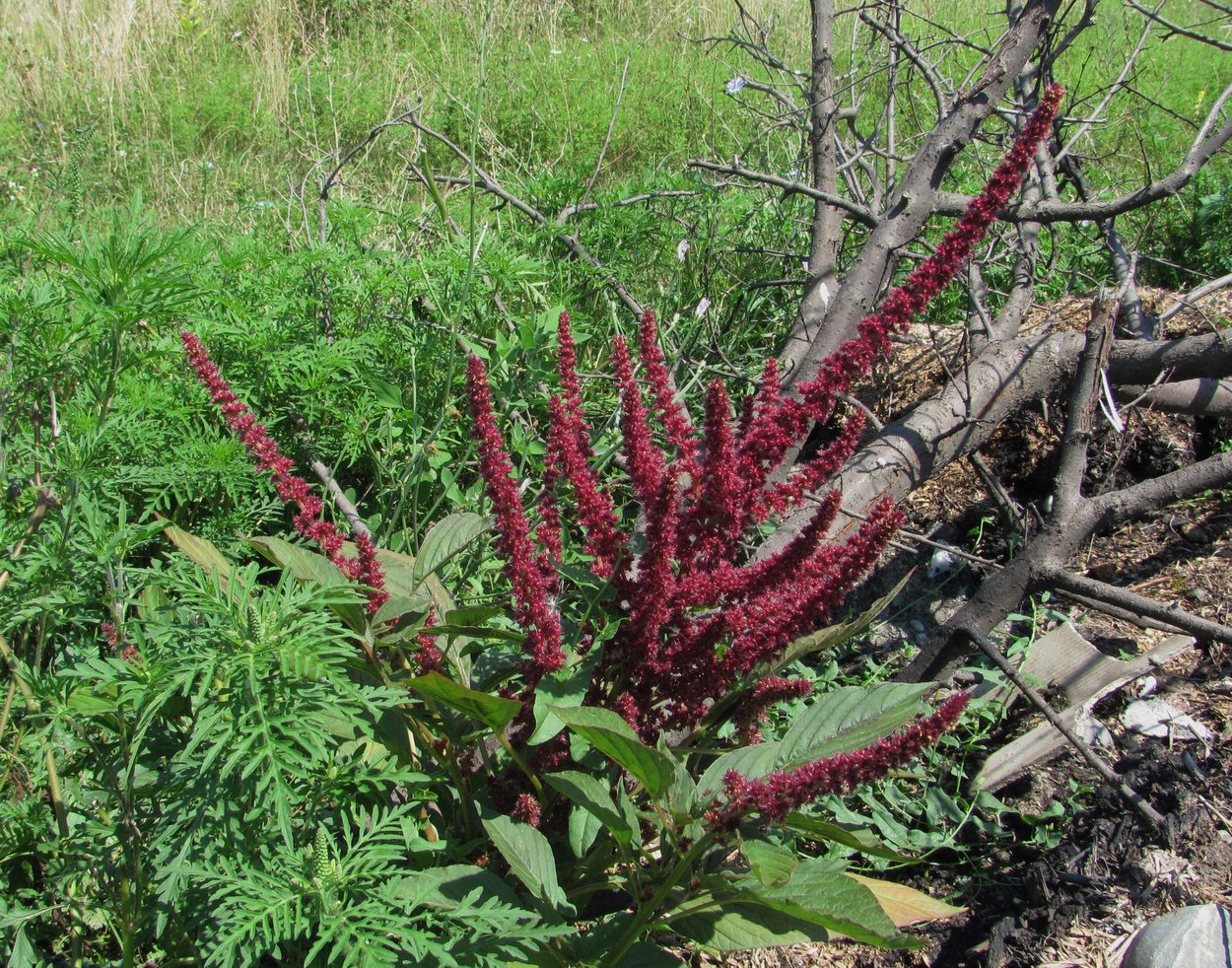 Изображение особи Amaranthus cruentus.