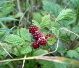 Rubus parvifolius