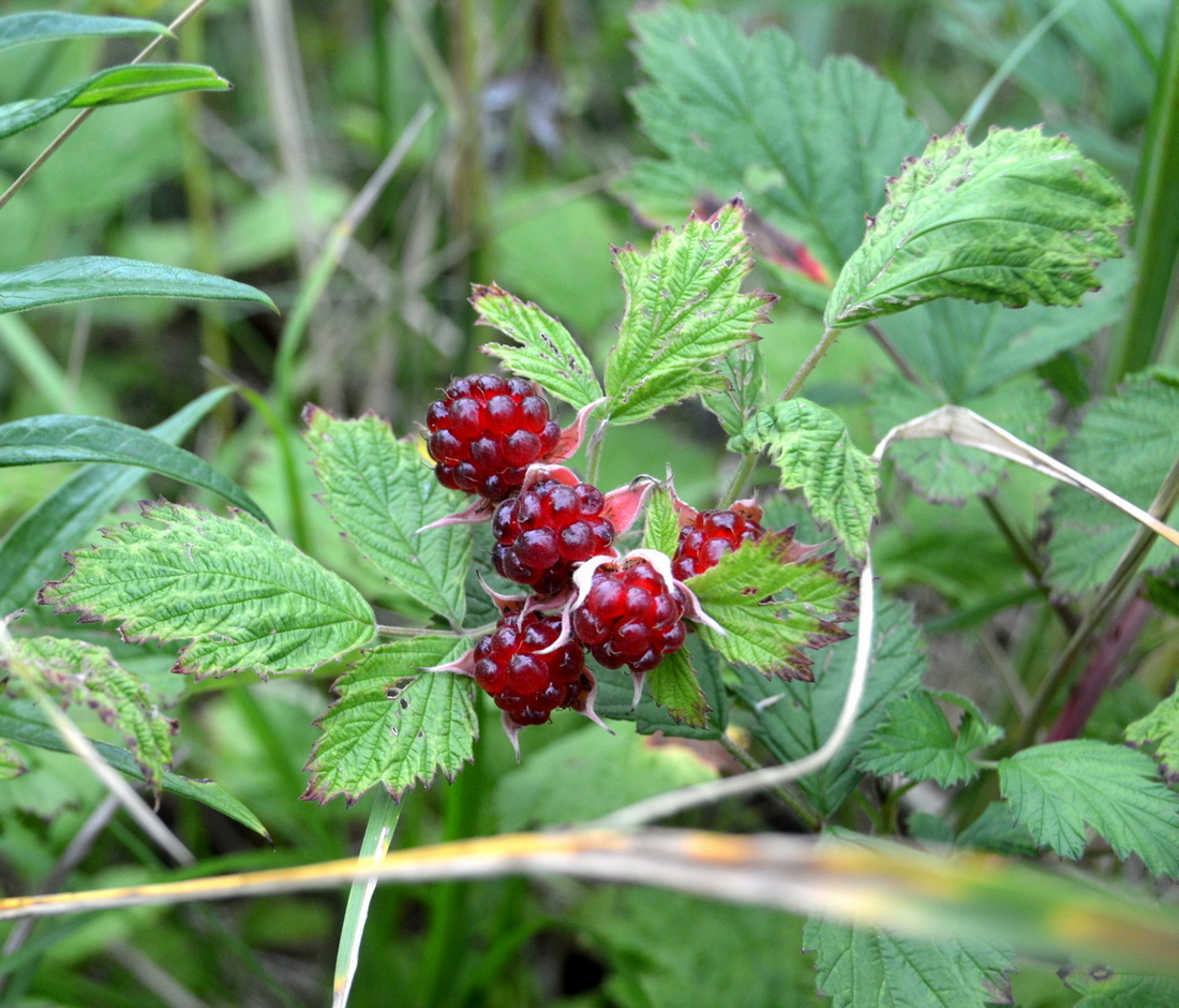 Image of Rubus parvifolius specimen.