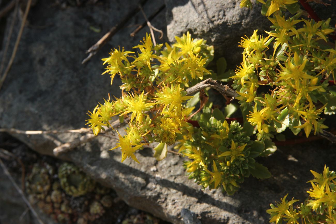 Image of Aizopsis hybrida specimen.