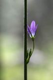 Campanula rapunculus