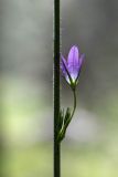 Campanula rapunculus. Часть побега с цветком и бутонами. Израиль, лес Бен-Шемен. 09.04.2022.