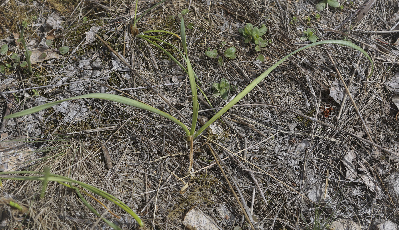 Image of Allium strictum specimen.