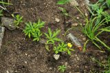 Potentilla flagellaris