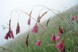 род Dierama. Соцветия в каплях тумана. ЮАР, Драконовы горы, Mkhomazi Wilderness area, хр. между ручьями Kwantuba и Mkomazi, альпийский луг. 05.01.2008.