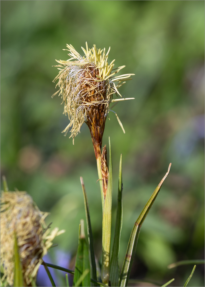 Изображение особи род Carex.