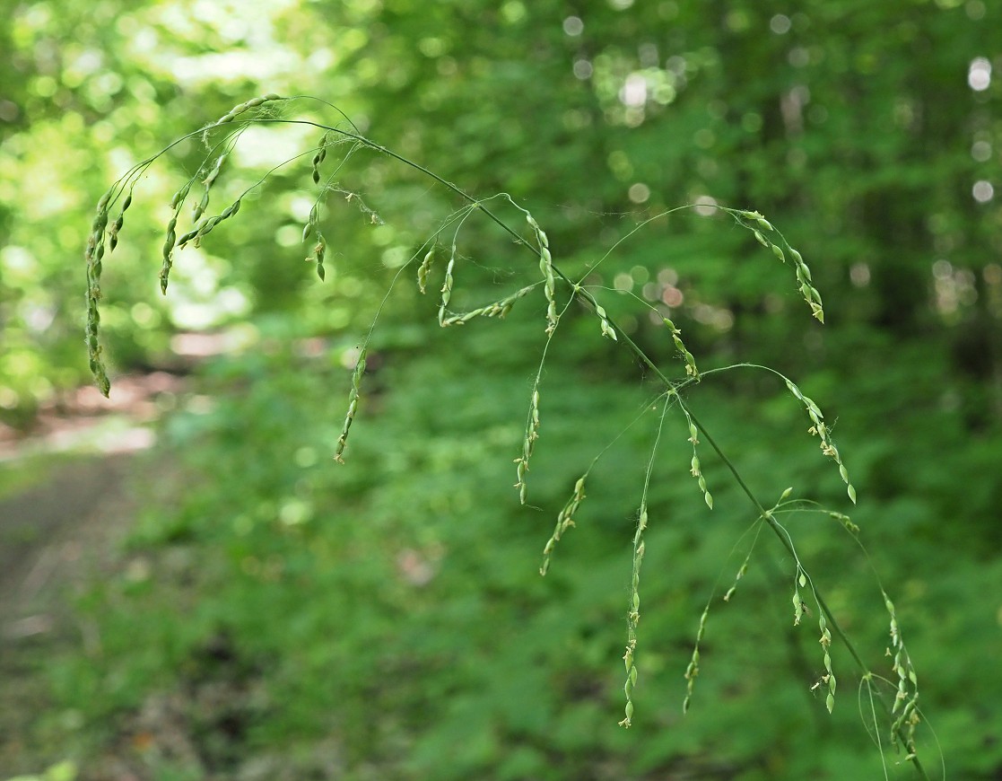 Image of Milium effusum specimen.