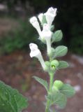 Scutellaria albida. Соцветие (S. pallida M. Bieb.). Южный Берег Крыма, Артек, подлесок в балке. 14 июля 2010 г.