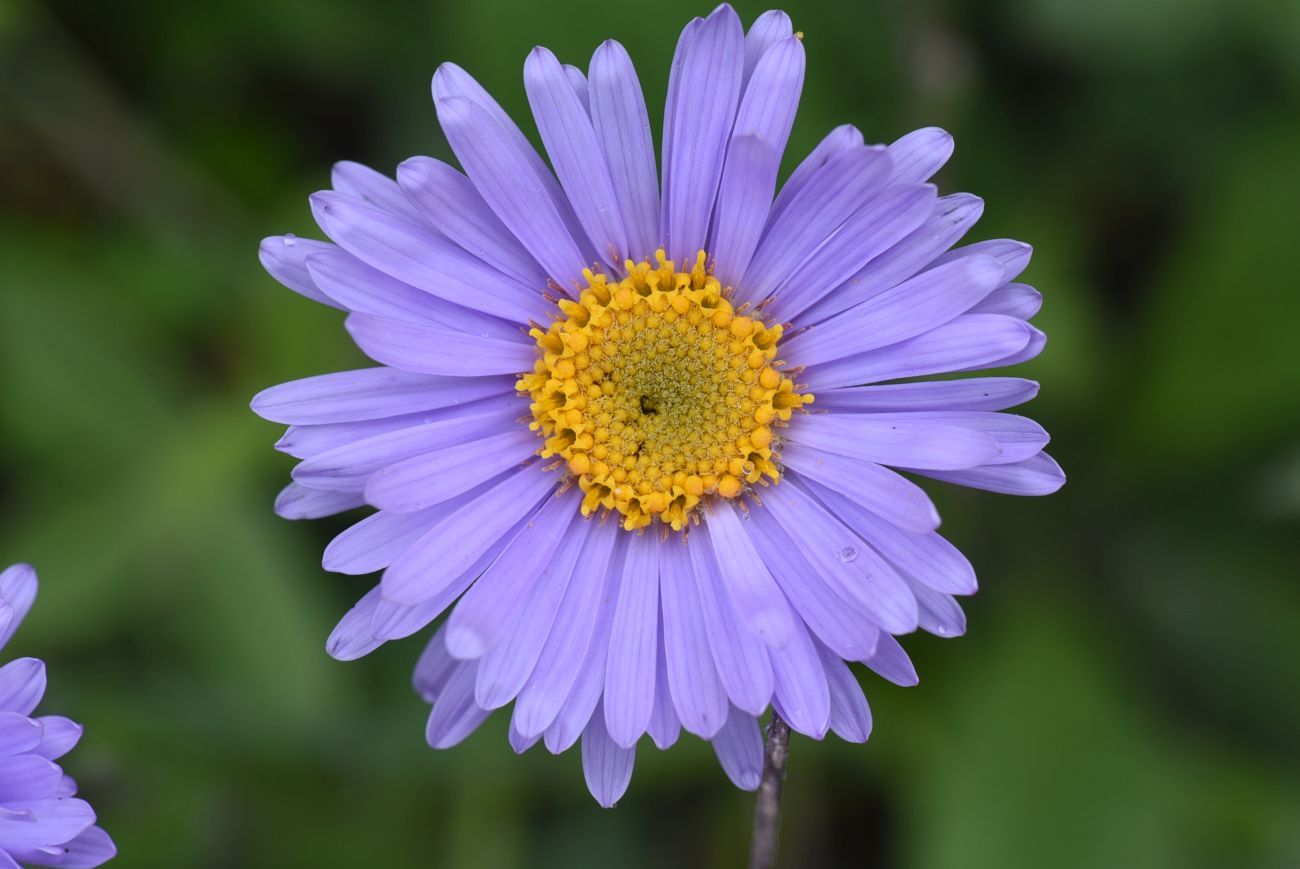 Изображение особи Aster alpinus.