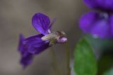 genus Viola. Цветок. Республика Ингушетия, Джейрахский р-н, окр. ур. Мусиево, выс. 1970 м н.у.м., у подножия огромного камня. 19 июня 2022 г.