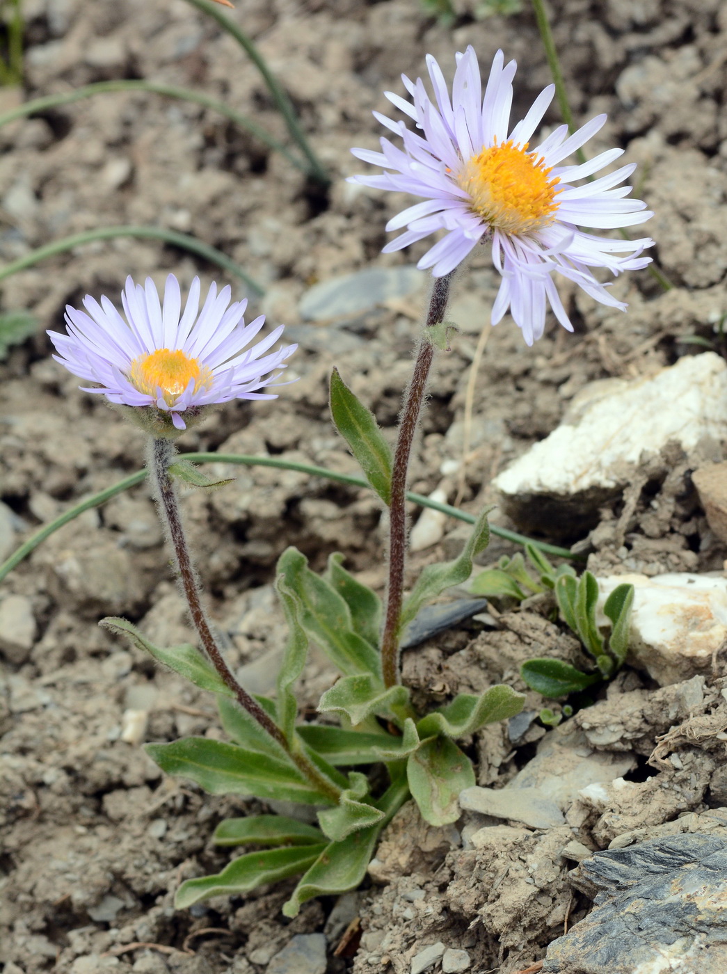 Изображение особи Erigeron heterochaeta.