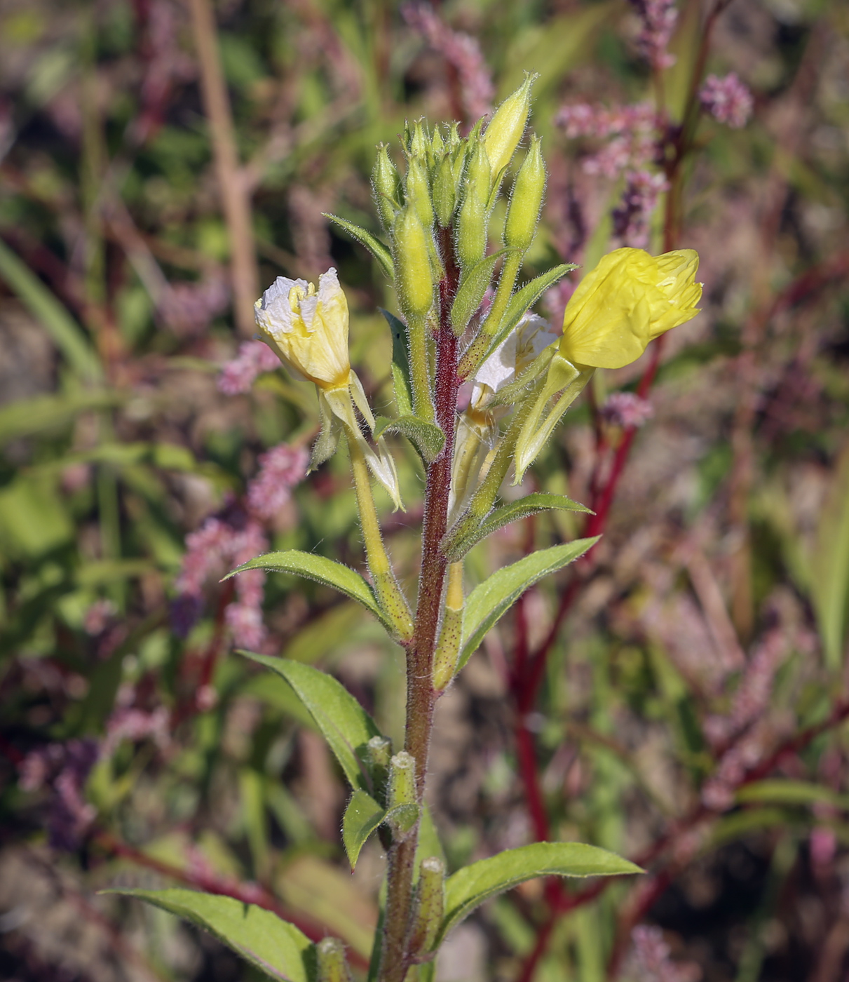 Image of Oenothera rubricaulis specimen.