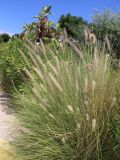 Pennisetum setaceum