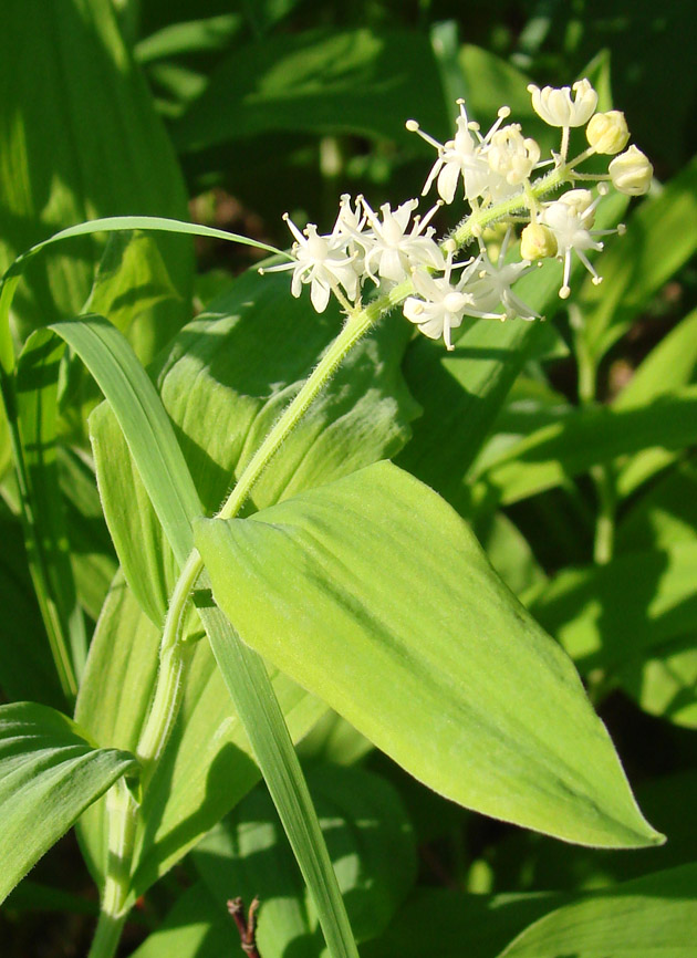 Изображение особи Smilacina dahurica.