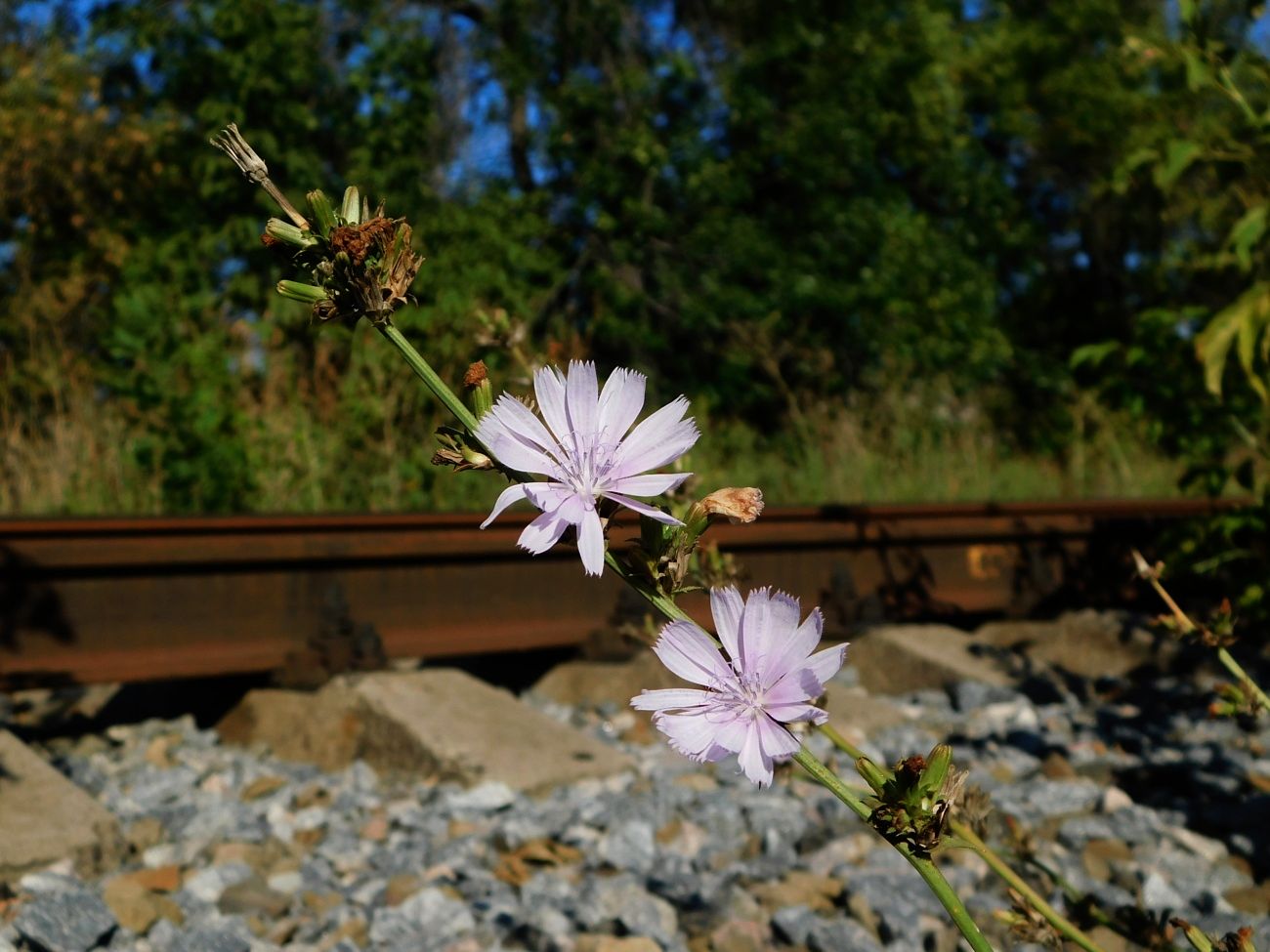 Image of Cichorium intybus specimen.