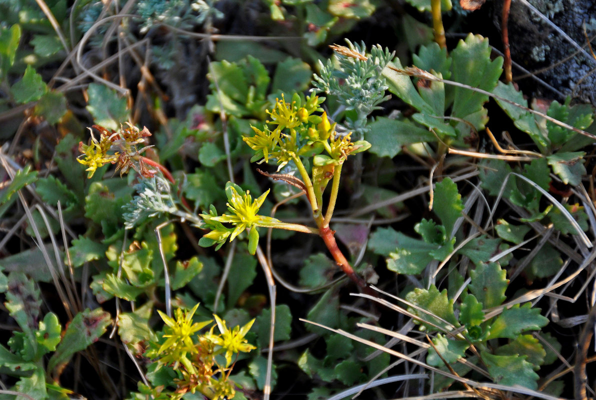 Изображение особи Aizopsis hybrida.