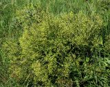 Crambe tataria