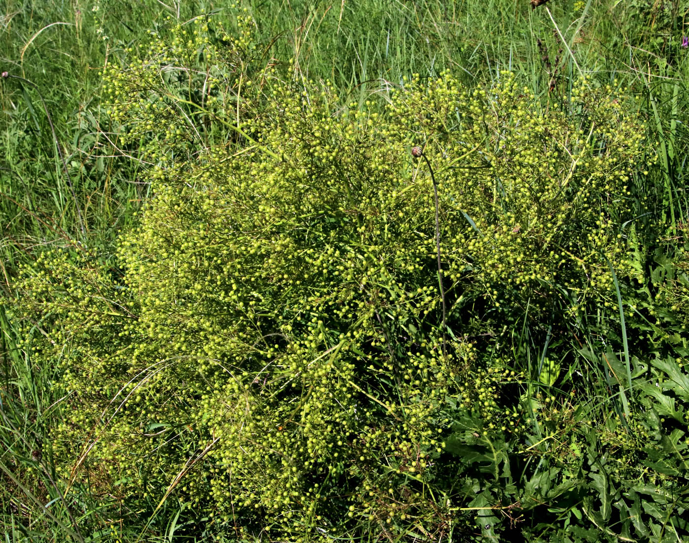 Image of Crambe tataria specimen.